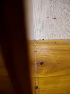 daisylouis online show from March 24, 2026, 2:49 am