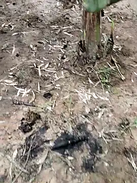 Snapshot of mehedi86485 chatting on October 6, 2025, 9:51 am mehedi86485 online show from October 6, 2025, 9:51 am