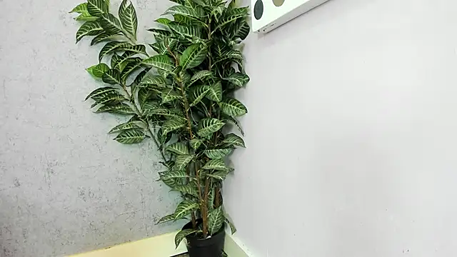 Snapshot of scarlett646 chatting on February 26, 2026, 3:05 am scarlett646 online show from February 26, 2026, 3:05 am