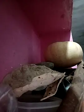 Payal950 online show from October 9, 2025, 9:46 pm