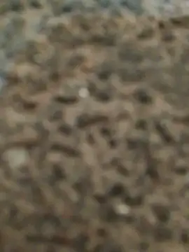 Orlao25cm online show from November 12, 2025, 2:45 am