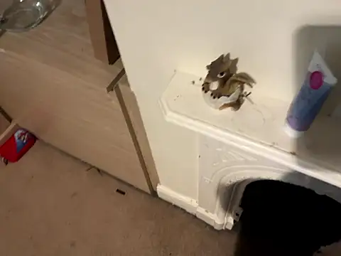 Snapshot of Scarletcum22 chatting on January 11, 2026, 11:37 am Scarletcum22 online show from January 11, 2026, 11:37 am