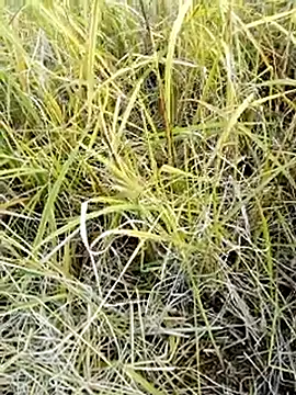 Snapshot of beba1100 chatting on November 25, 2025, 8:36 am beba1100 online show from November 25, 2025, 8:36 am