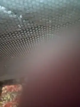 Ariee 199 online show from December 4, 2025, 10:29 pm