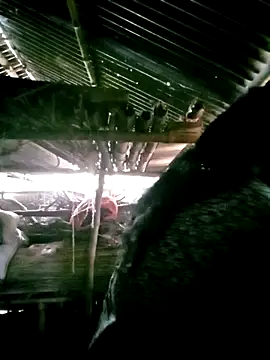 porimoi 505 online show from December 15, 2025, 7:34 am