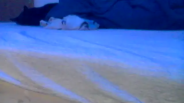 Silencio26 online show from April 19, 2026, 8:02 am