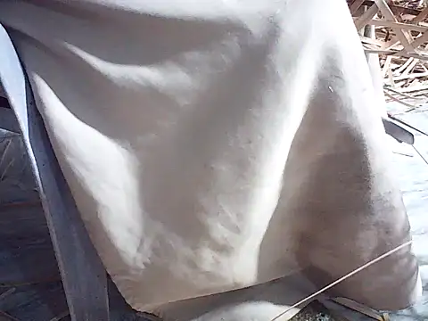 Futar8388 online show from January 13, 2026, 12:21 pm