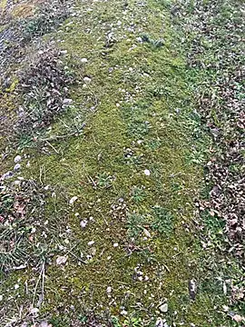 magicdickx21 online show from February 20, 2026, 2:06 pm