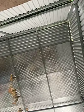 tuncube online show from March 9, 2026, 6:17 am