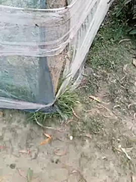 Tanla akter online show from March 4, 2026, 11:38 am