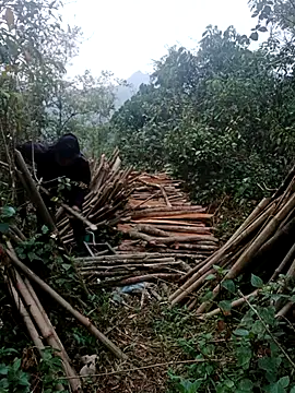 nelina 12345 online show from April 15, 2026, 11:16 pm