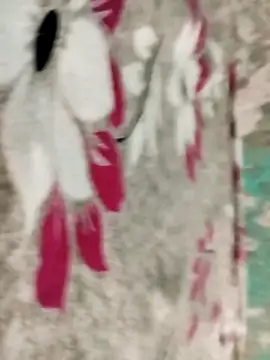 badmasss69 online show from April 16, 2026, 10:01 pm