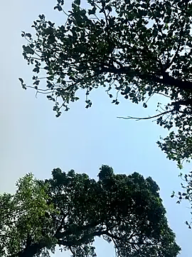 harrydhillon12 online show from June 19, 2026, 7:56 am