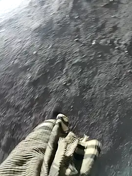 Snapshot of Bengali_BULL1 chatting on November 17, 2025, 1:50 pm Bengali BULL1 online show from November 17, 2025, 1:50 pm