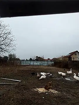 sarpe4 online show from November 8, 2025, 6:13 am