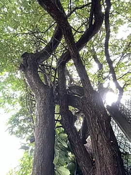 Snapshot of Night_dreams chatting on September 20, 2025, 7:53 am Night dreams online show from September 20, 2025, 7:53 am