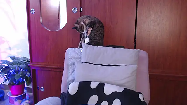 Raventh  online show from February 13, 2026, 1:07 pm