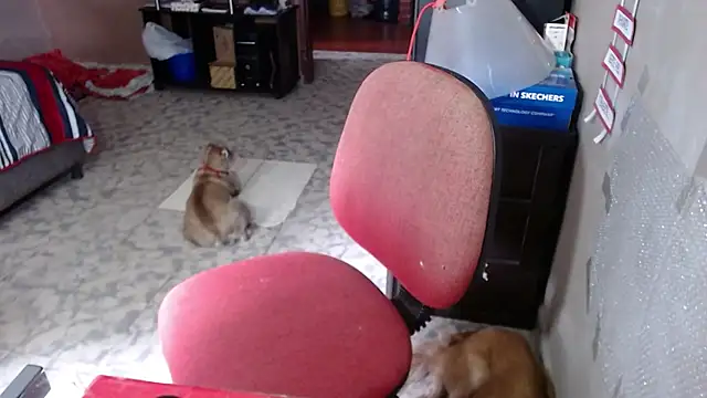 Barbiegomez online show from March 24, 2026, 6:02 pm