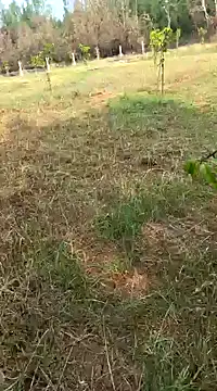 Gopal1243 online show from February 11, 2025, 4:01 am