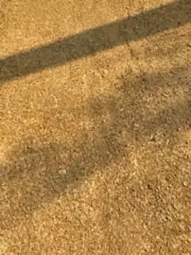 Gopal1243 online show from April 12, 2026, 2:27 am