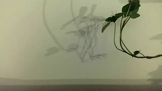 Snapshot of fdd13 chatting on February 18, 2025, 6:37 pm fdd13 online show from February 18, 2025, 6:37 pm